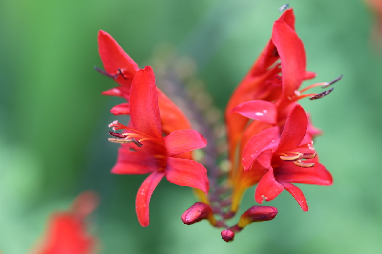 CLOSE-UP OF RED ROSE FLOWERS