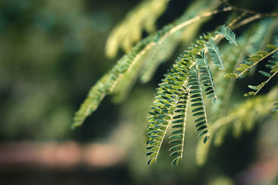 Close-up of fern