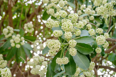 Close-up of white flowering plants