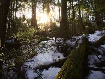 Sun shining through trees