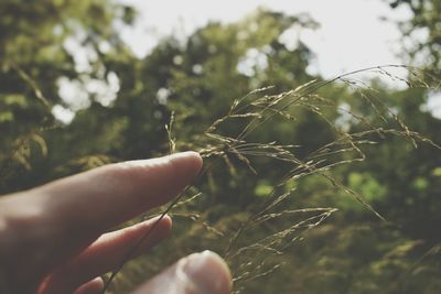 Close-up of hand holding plant