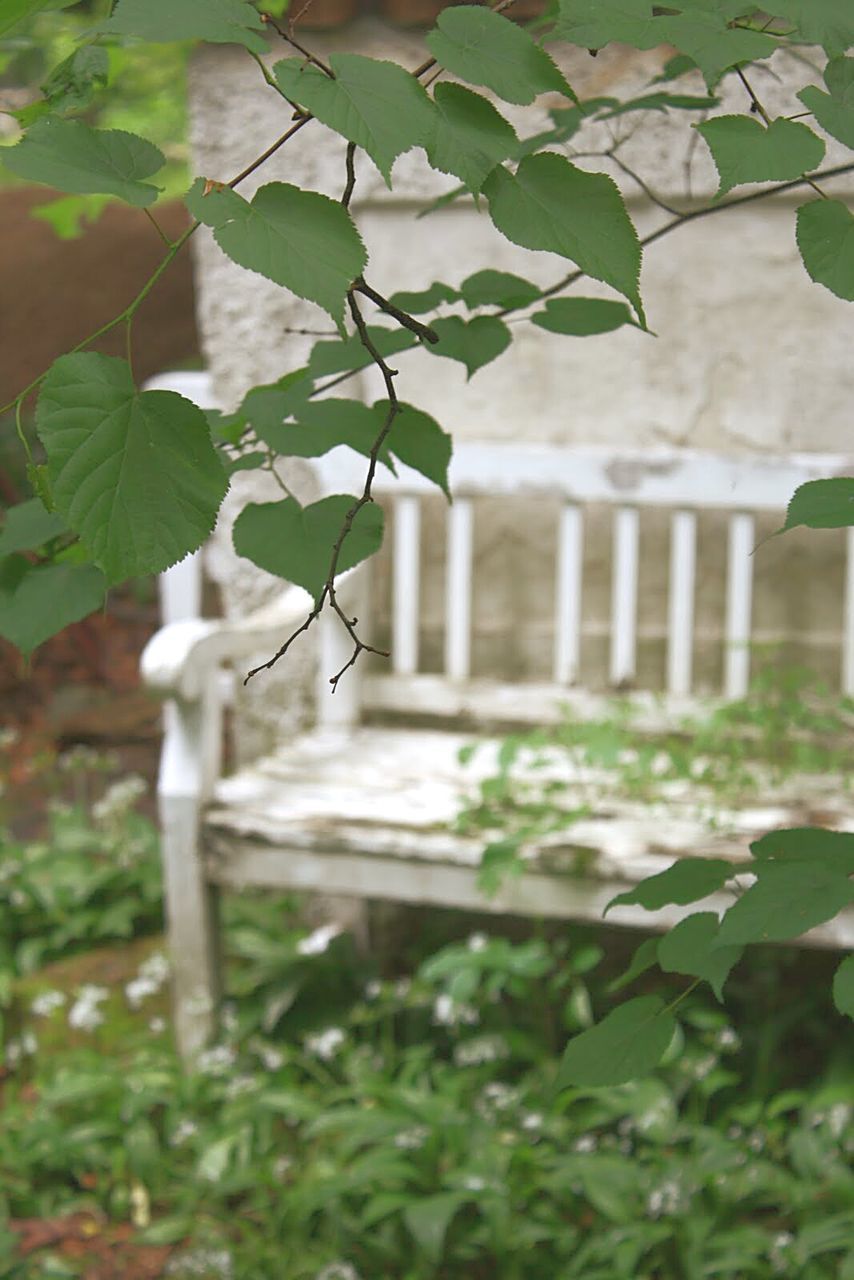 leaf, plant, growth, green color, focus on foreground, nature, flower, day, close-up, front or back yard, no people, outdoors, beauty in nature, fragility, selective focus, growing, stem, green, tranquility, blooming, botany