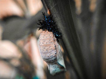 Close-up of butterfly on plant