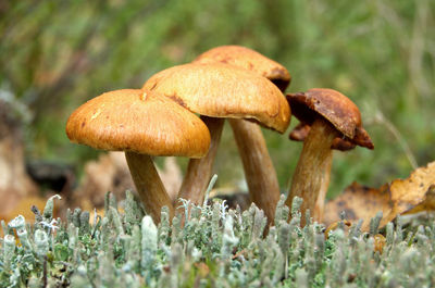 Close-up of mushroom growing in moss at autumn forest