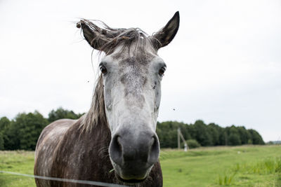 Portrait of horse in ranch