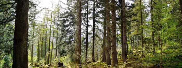 Full frame shot of trees in forest