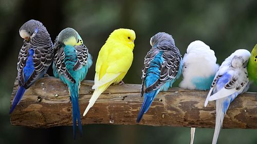 Close-up of birds perching on blue surface