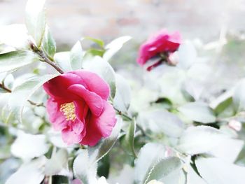 Close-up of pink flowers blooming outdoors