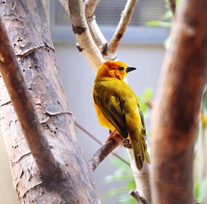 Close-up of bird perching on tree