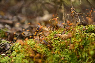 Close-up of mushroom growing on field