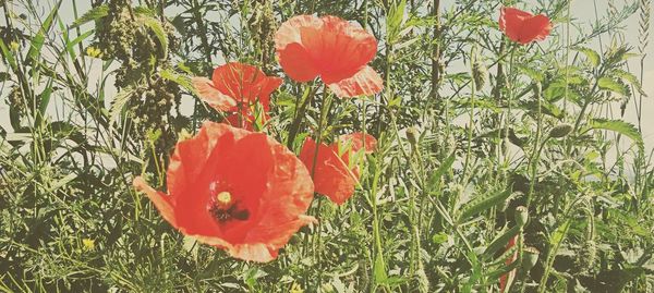 Close-up of red flowers blooming in field