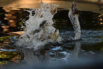 Close-up of water splashing in fountain