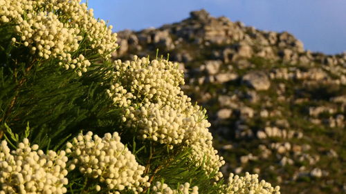 Close-up of flowering plant