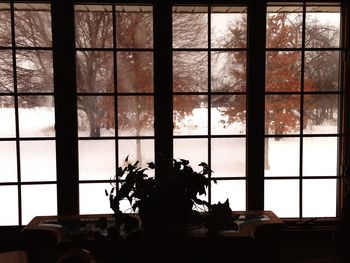 Trees seen through window