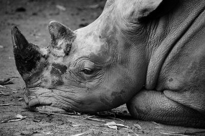 Close-up of rhinoceros