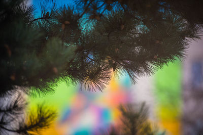 Low angle view of palm tree