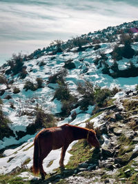 Horse standing on snow covered mountain against sky