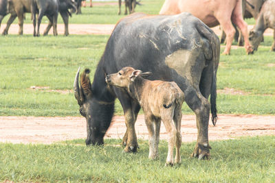 Horses grazing on field