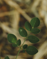 Close-up of fresh green leaves on field