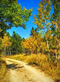 Dirt road passing through forest