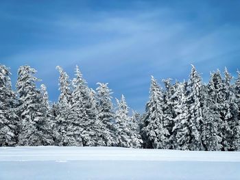 Forest of evergreen trees covered in snow with blue sky above