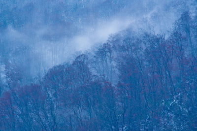 Scenic view of forest against sky during winter