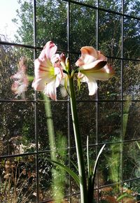 Close-up of flowers blooming outdoors