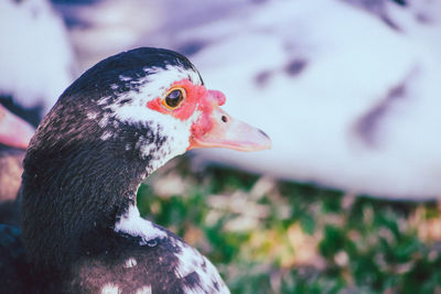 Close-up of duck