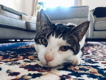 Portrait of cat relaxing on sofa at home