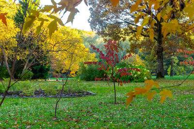 Trees in park during autumn