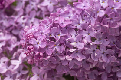 Flieder. latin syringa a species of flowering woody plants in the olive family.