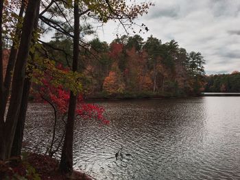 Trees by lake against sky during autumn