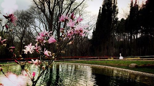 Reflection of trees in water