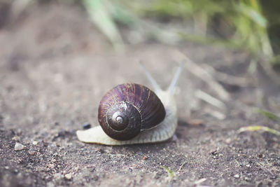 Close-up of snail on land