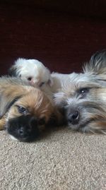 Close-up portrait of puppy relaxing