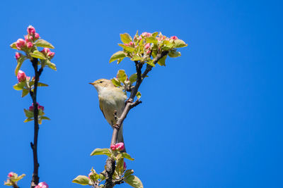 Low angle view of bird on plant against blue sky