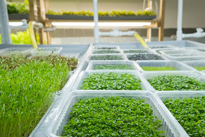 Urban microgreen farm. eco-friendly small business. baby leaves, phytolamp.