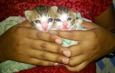 Portrait of baby holding cat