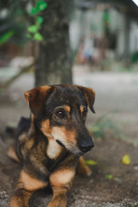 Close-up of dog looking away