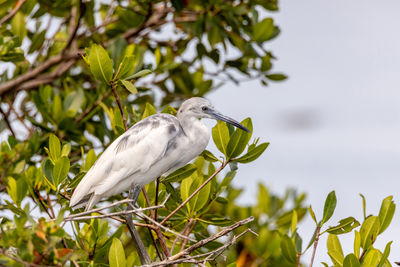 bird