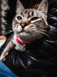 Close-up portrait of a cat