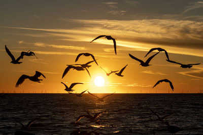 Silhouette birds flying over sea against sky during sunset