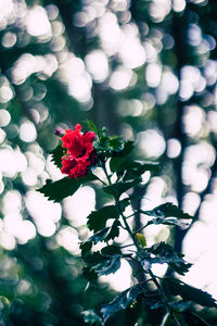 Close-up of red flowering plant
