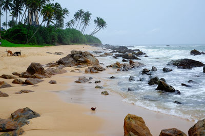 Three dogs playing on a rocky beach. palm trees.