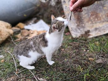 Close-up of hand holding cat on field