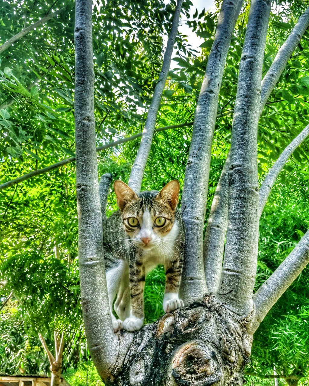 tree, mammal, animal themes, one animal, domestic cat, cat, pets, tree trunk, feline, looking at camera, portrait, domestic animals, growth, branch, whisker, sitting, nature, green color, outdoors, plant