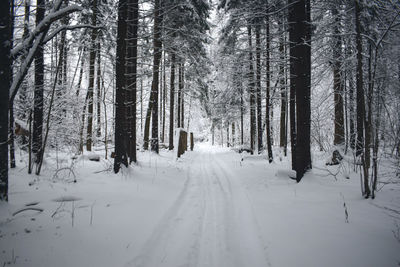 Snow covered trees in forest during winter