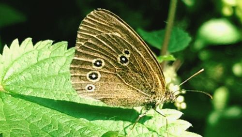 Close-up of butterfly on leaf