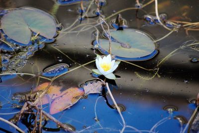 High angle view of wet flower floating on water