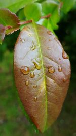 Close-up of leaves